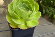 Aeonium Blushing Beauty