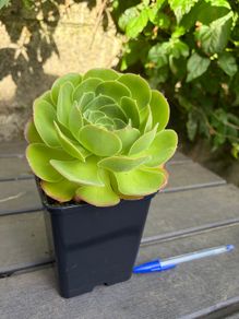 Aeonium Blushing Beauty