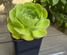 Aeonium Blushing Beauty