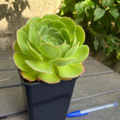 Aeonium Blushing Beauty