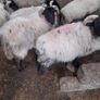 Mayo Ram Lambs x 22 Image 5