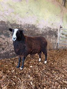 Organic Zwartble Hogget Rams & Ram Lambs
