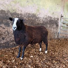 Organic Zwartble Hogget Rams & Ram Lambs