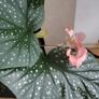 Begonia   Maculata Image 2