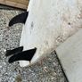 Surfboard 7 ft 4 NSP Image 3