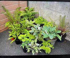 Hostas and other plants for sale