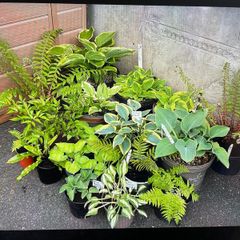 Hostas and other plants for sale