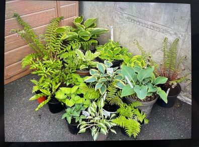 Hostas and other plants for sale