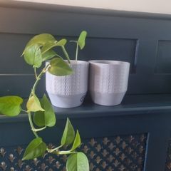 Plant pots