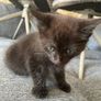 2 male kittens Image 5