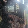 Desigual mesh top Image 2