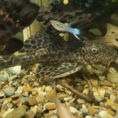 2 Pleco size around 13cm for sale or exchange for some plants or shrimp