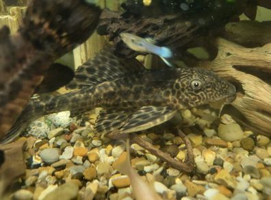 2 Pleco size around 13cm for sale or exchange for some plants or shrimp