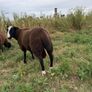 Zwartble Ram Lambs Image 3