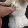 Build a Bear Hedwig Harry Potter Image 8