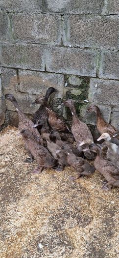 Ducks, Drakes, Ducklings