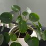 Chinese money plant Pilea Image 2