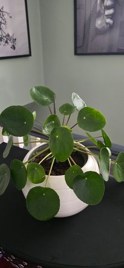 Chinese money plant Pilea