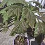 Rodgersia 'Bronze Peacock' (Bare Root) Image 2