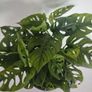 Monstera Monkey Mask plant Image 5