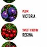 Premium Fruit Trees (Pear, Plum & Cherry)  Instan Image 5