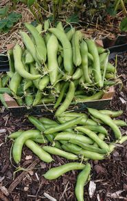 Broad Bean / Butter Bean / Seeds