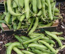 Broad Bean / Butter Bean / Seeds
