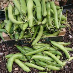 Broad Bean / Butter Bean / Seeds