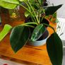 Philodendron Imperial Green. Image 2