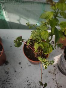 Chocolate mint plant