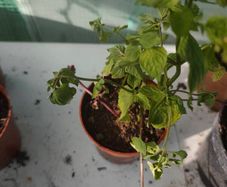 Chocolate mint plant