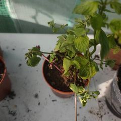 Chocolate mint plant