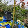 red robin hedging Image 5