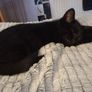 Kitten Image 3