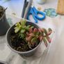 succulent Image 5