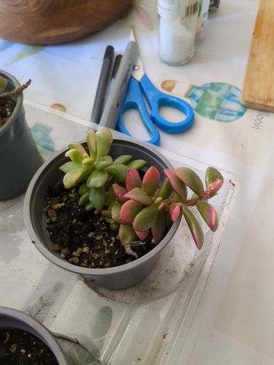succulent