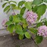 Large Hydrangea macrophylla  Ayesha in plastic pot Image 2
