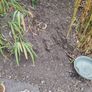 garden soil Image 4