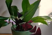Cast-Iron Plant (Aspidistra elatior) and purple shamrock plant in the ceramic pot