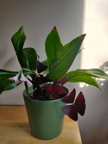 Cast-Iron Plant (Aspidistra elatior) and purple shamrock plant in the ceramic pot