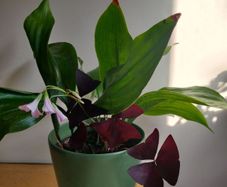 Cast-Iron Plant (Aspidistra elatior) and purple shamrock plant in the ceramic pot