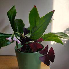 Cast-Iron Plant (Aspidistra elatior) and purple shamrock plant in the ceramic pot
