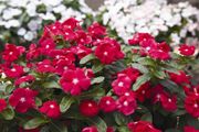 (P) Rosy Periwinkle Tattoo Black Cherry seeds (10s) (415519)