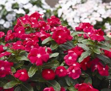 (P) Rosy Periwinkle Tattoo Black Cherry seeds (10s) (415519)