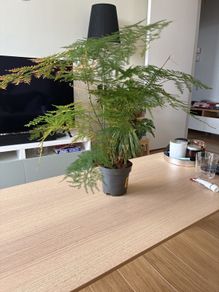 Houseplant Asparagus Fern