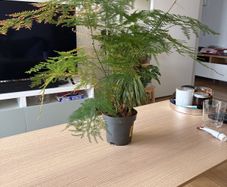 Houseplant Asparagus Fern