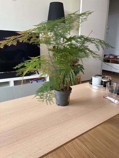 Houseplant Asparagus Fern