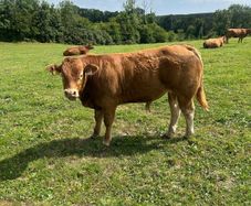 Bull