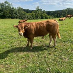 Bull