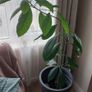 Large Healthy Avocado Plant 140cm Tall - Indoor Plant with Pot - Waterford Image 4